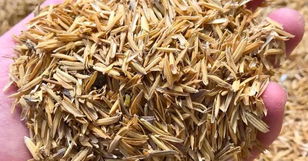 Rice Husk Pellets