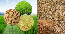 Rice Husk Pellets Vs Wood Pellets
