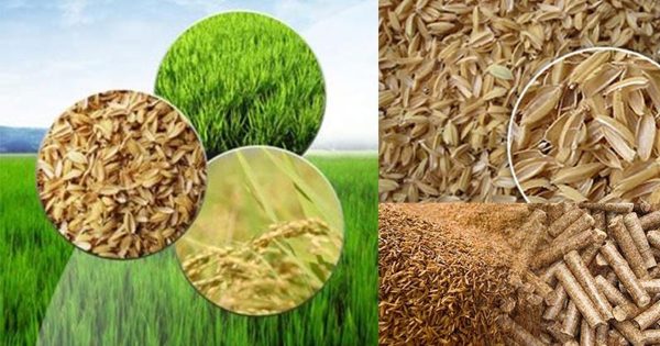 Rice Husk Pellets Vs Wood Pellets